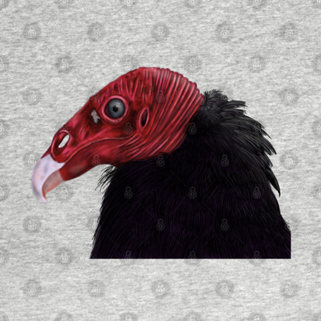 Illustrated Turkey Vulture by H. R. Sinclair