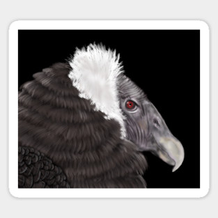 Illustrated Andean Condor Sticker