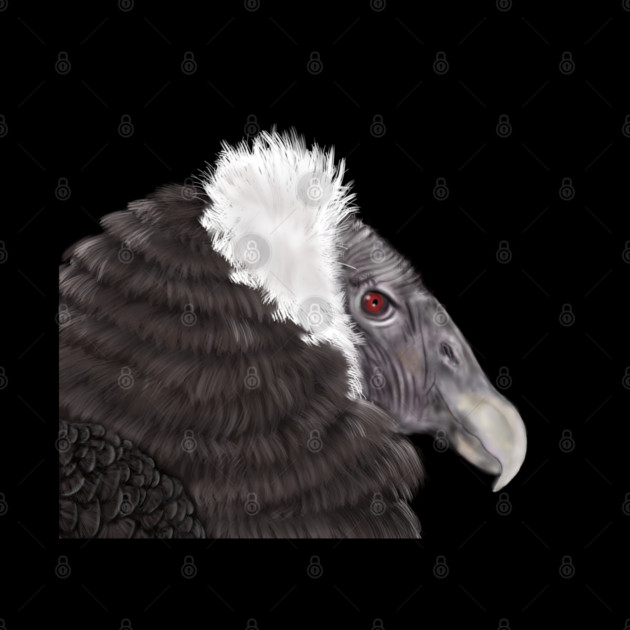 Illustrated Andean Condor by H. R. Sinclair