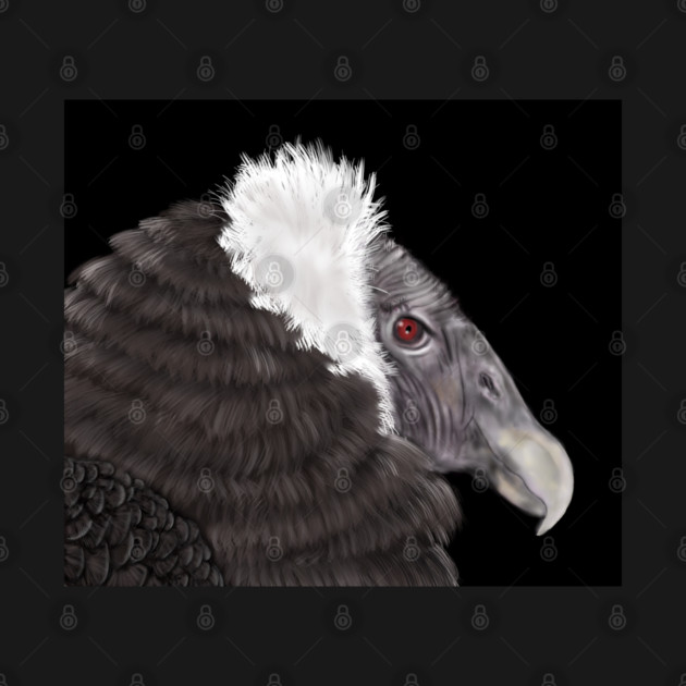 Illustrated Andean Condor by H. R. Sinclair