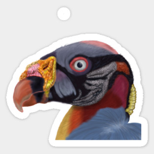 Illustrated King Vulture Sticker