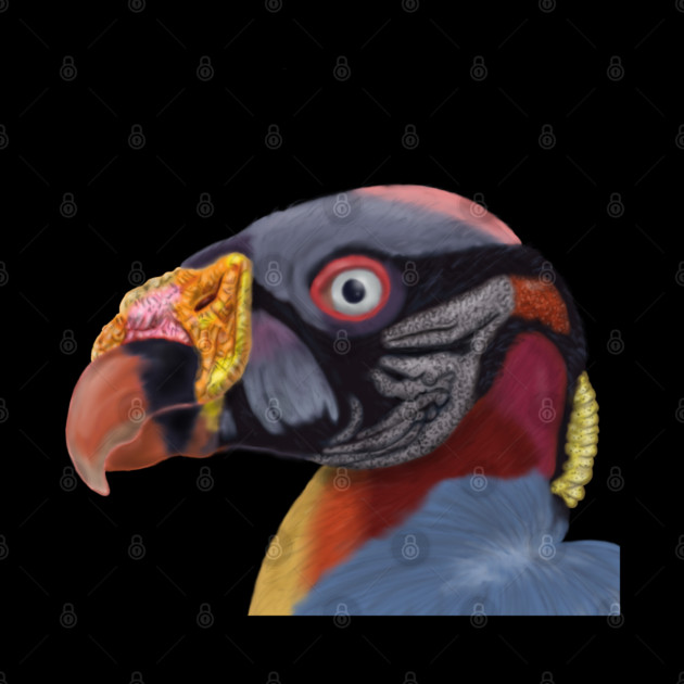 Illustrated King Vulture by H. R. Sinclair