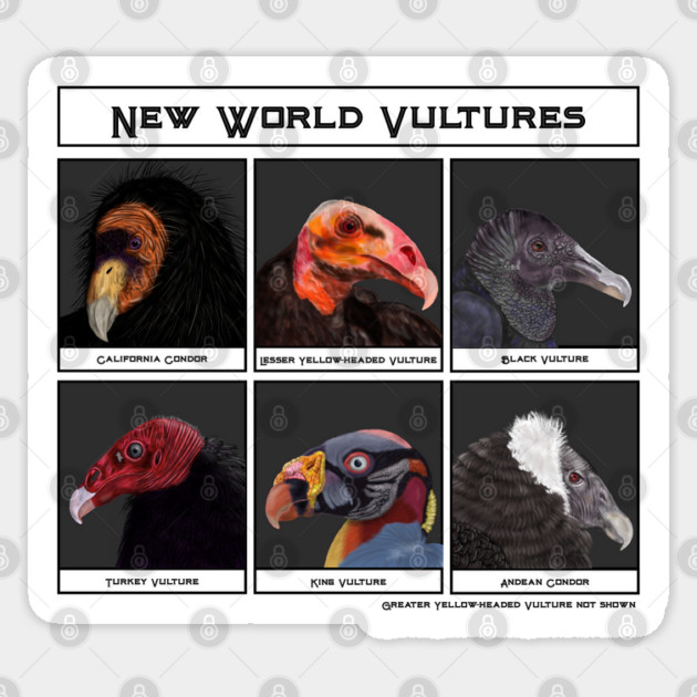New World Vultures Illustration Sticker by H. R. Sinclair