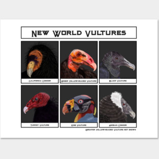 New World Vultures Illustration Posters and Art