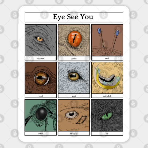 Eye See You Animal Pun, animal eyes Sticker by H. R. Sinclair