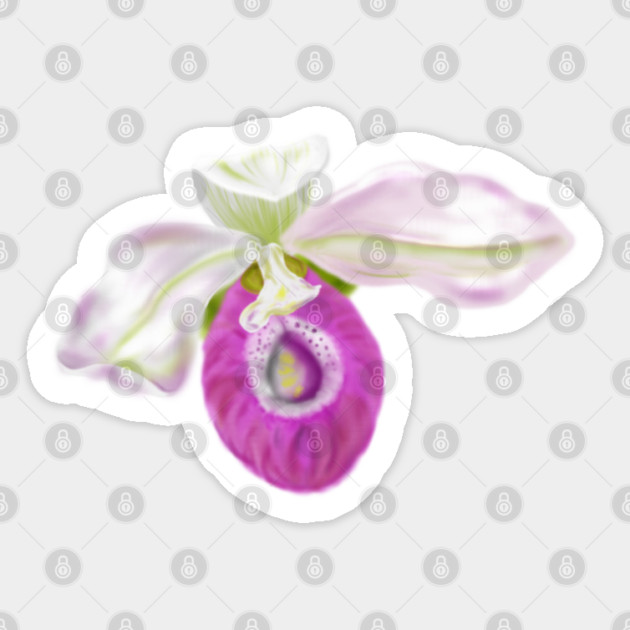 Lady Slipper Orchid Digital Art Sticker by H. R. Sinclair