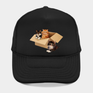 Cute Cats inside Box, Love cats Kittens Hat
