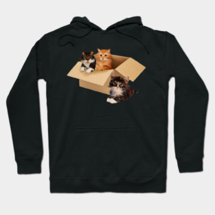 Cute Cats inside Box, Love cats Kittens Hoodie