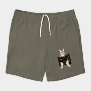 American Shorthair Cat, Love Shorthair Shorts