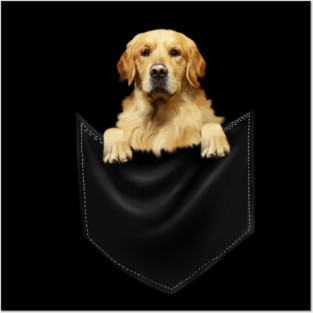 Golden Retriever Dog inside Pocket, Dog Lover Posters and Art