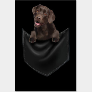 Brown labrador Retriever Dog inside Pocket, Lab Dog Love Posters and Art