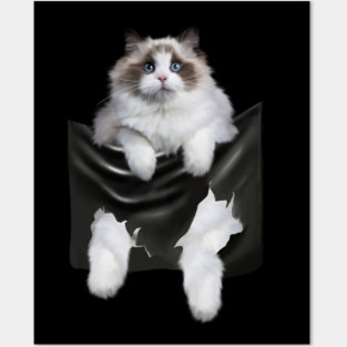 Ragdoll Cat Indside Pocket, Ragdoll Cats, Cat Lover Posters and Art