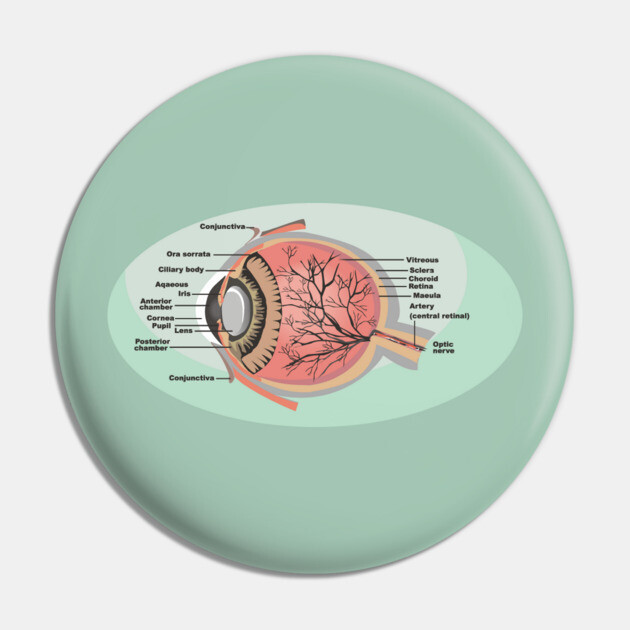 National Eye Care Month, Eye Diagram Pin by HolidayBug