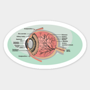 National Eye Care Month, Eye Diagram Sticker