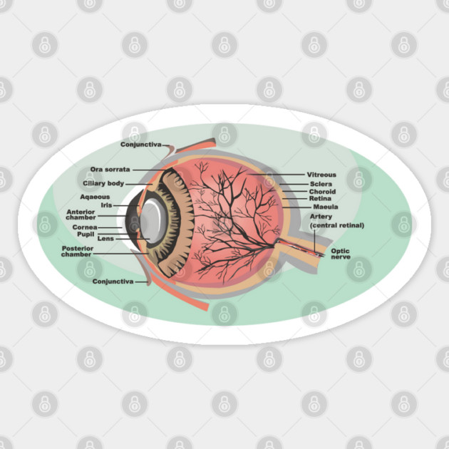 National Eye Care Month, Eye Diagram Sticker by HolidayBug