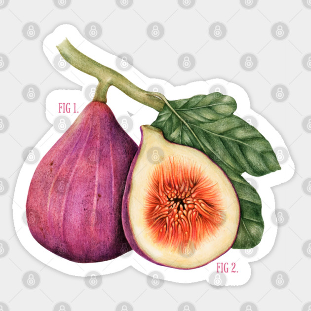 Funny Vintage Botanical Figs Sticker by HolidayBug