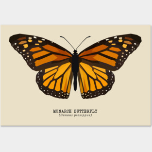 Monarch Butterfly Posters and Art