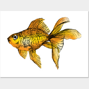 Goldfish Sketch Posters and Art