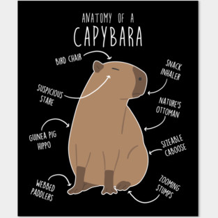 Capybara Anatomy Posters and Art