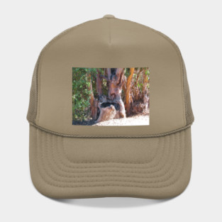 If trees could talk Hat