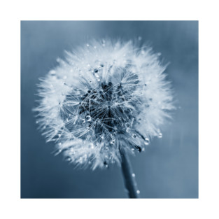 Making Wishes T-Shirt