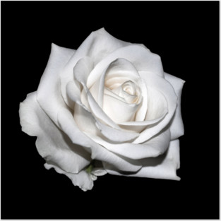 Single White Blooming Rose Posters and Art