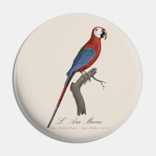 Red and Green Macaw Parrot - L' Ara Macao - Jacques Barraband 19th century Illustration Pin