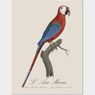 Red and Green Macaw Parrot - L' Ara Macao - Jacques Barraband 19th century Illustration Posters and Art