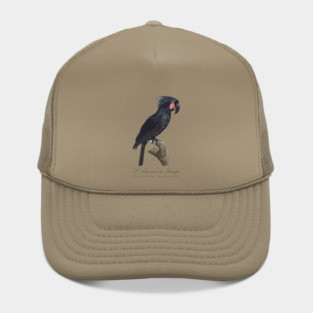 Palm Cockatoo Parrot / L' Ara Noir a Trompe - Jacques Barraband 19th century Illustration Hat