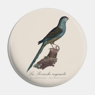 La Perruche Ingambe Parakeet - Jacques Barraband 19th century Illustration Pin