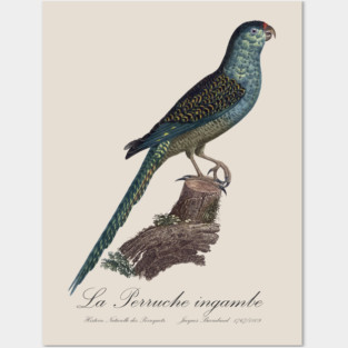 La Perruche Ingambe Parakeet - Jacques Barraband 19th century Illustration Posters and Art