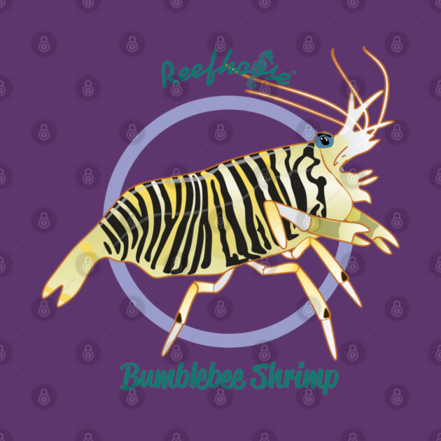 Bumblebee Shrimp by Reefhorse