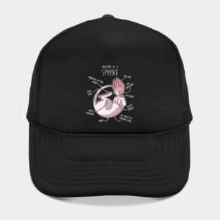 Sphynx Cat Anatomy Hat