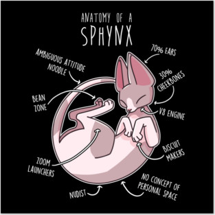 Sphynx Cat Anatomy Posters and Art