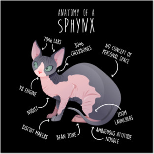 Sphynx Cat Anatomy Posters and Art