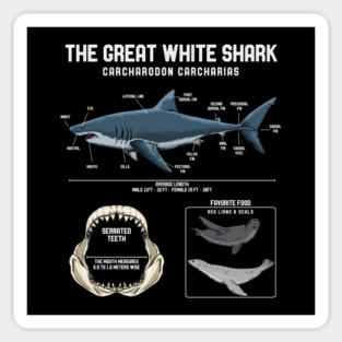 The Great White Shark Sticker
