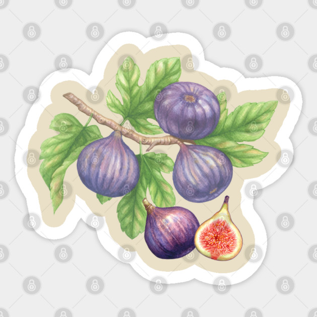Figs Sticker by Luxinda