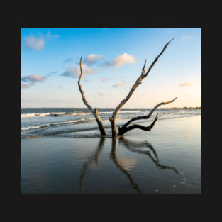Driftwood Beach Tree T-Shirt