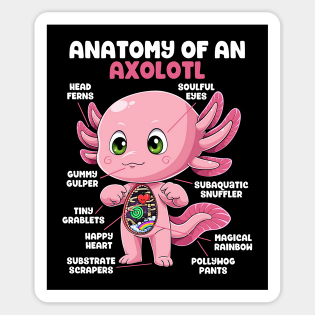 Anatomy of an Axolotl Magnet by GoshWow®
