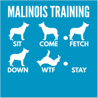 Malinois Dog Training Malinois Dog Tricks Posters and Art