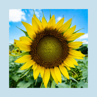 Sun-kissed Sunflower T-Shirt