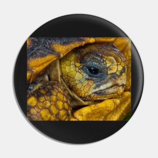 Tortoise Pin