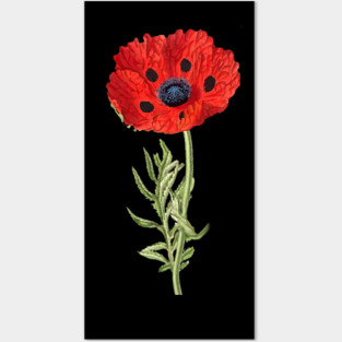 RED POPPY IN BLACK Posters and Art