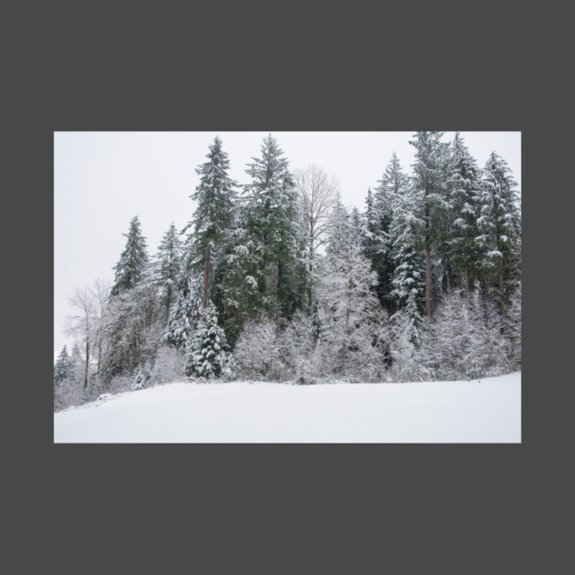 The Majestic Snow Covered Trees by KirtTisdale