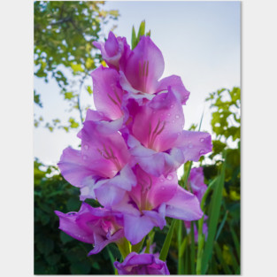 gladiolus Posters and Art
