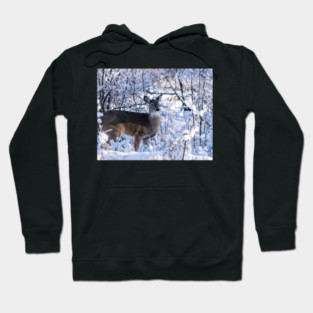 Young white-tailed deer Hoodie