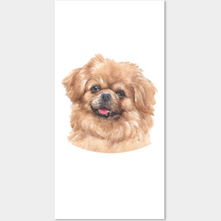 Tibetan Spaniel Watercolor Art Posters and Art