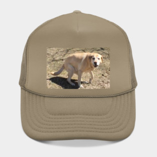 Yellow Lab Hat