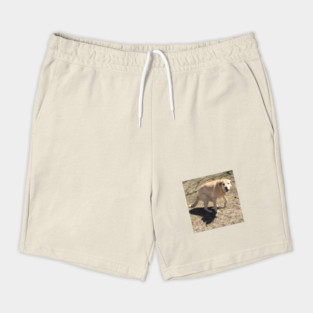 Yellow Lab Shorts