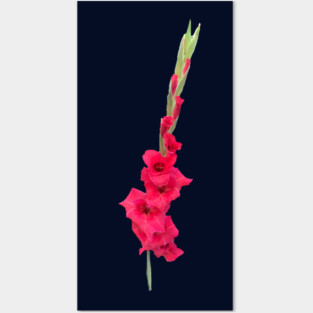 Gladiolus Posters and Art